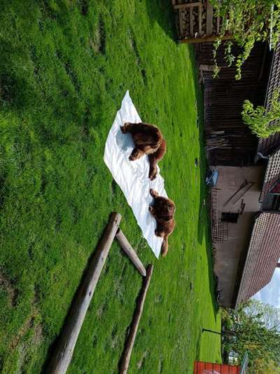 Neufundländer Freunde!-Beitrag-Bild