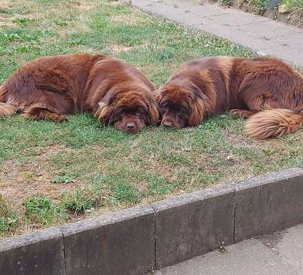 Neufundländer Freunde!-Beitrag-Bild