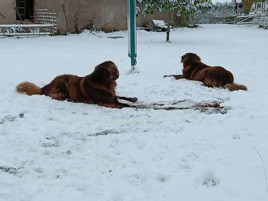Neufundländer Freunde!-Beitrag-Bild