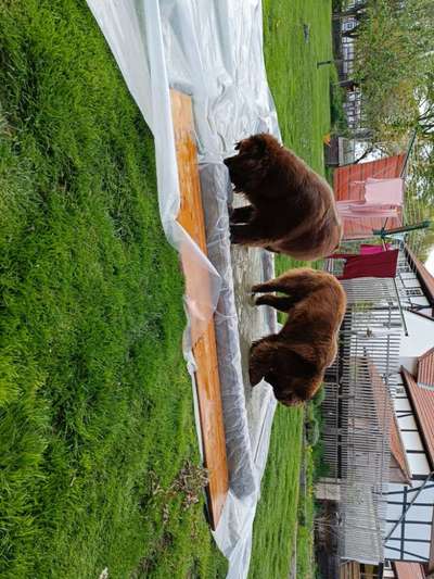 Neufundländer Freunde!-Beitrag-Bild