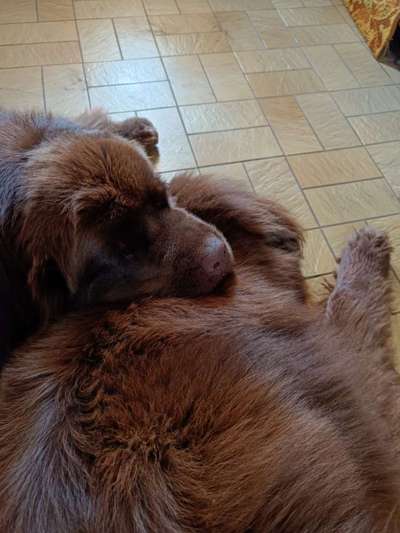 Neufundländer Freunde!-Beitrag-Bild