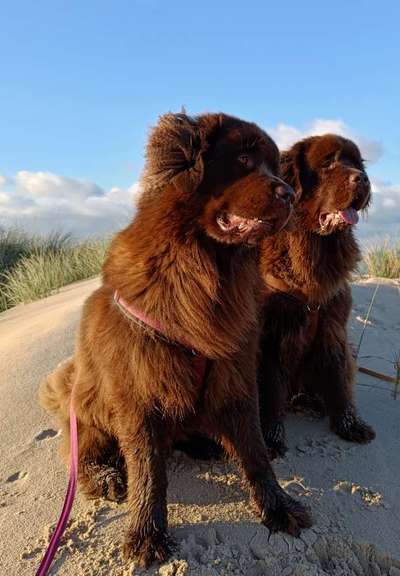 Neufundländer Freunde!-Beitrag-Bild