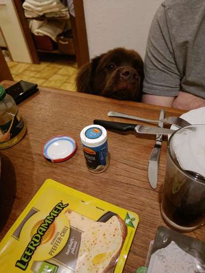 Neufundländer Freunde!-Beitrag-Bild