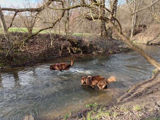 Neufundländer Freunde!-Beitrag-Bild