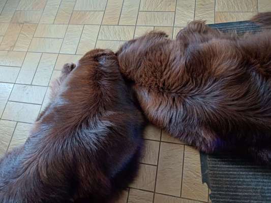 Neufundländer Freunde!-Beitrag-Bild