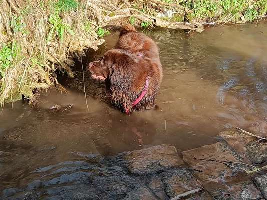 Neufundländer Freunde!-Beitrag-Bild