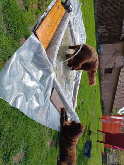 Neufundländer Freunde!-Beitrag-Bild