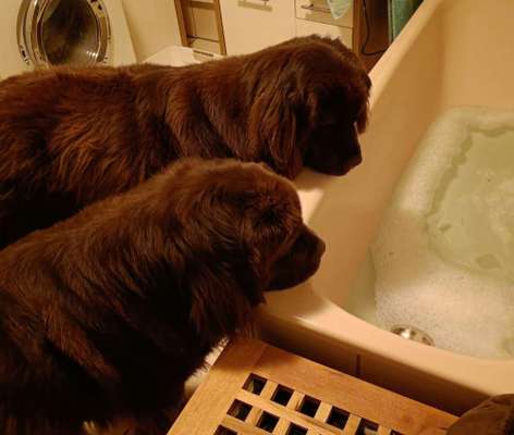 Neufundländer Freunde!-Beitrag-Bild