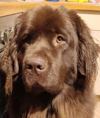 Neufundländer Freunde!-Beitrag-Bild