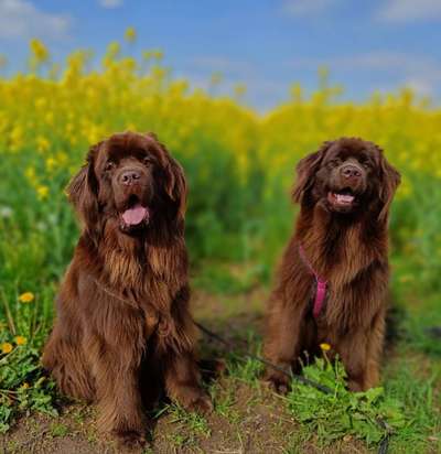 Neufundländer Freunde!-Beitrag-Bild