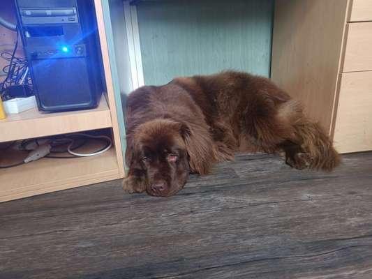 Neufundländer Freunde!-Beitrag-Bild