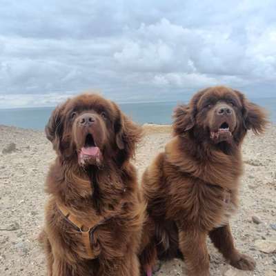 aktuelles Foto Gruppe Neufundländer & Landseer