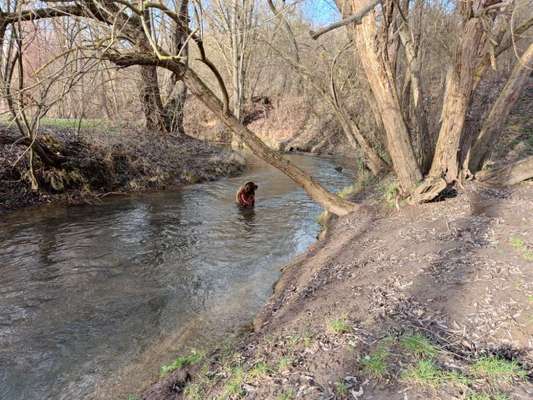 Neufundländer Freunde!-Beitrag-Bild