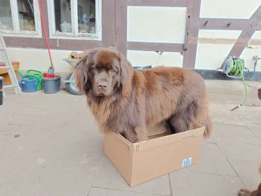 Neufundländer Freunde!-Beitrag-Bild