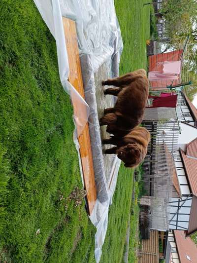 Neufundländer Freunde!-Beitrag-Bild