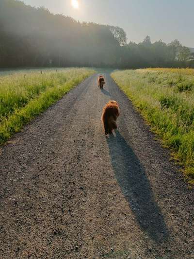 Neufundländer Freunde!-Beitrag-Bild