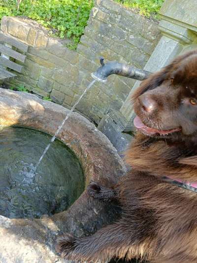 Neufundländer Freunde!-Beitrag-Bild