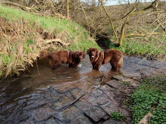 Neufundländer Freunde!-Beitrag-Bild