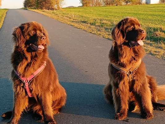 Neufundländer Freunde!-Beitrag-Bild