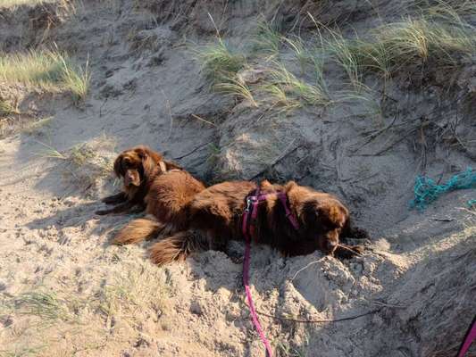 Neufundländer Freunde!-Beitrag-Bild