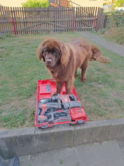 Neufundländer Freunde!-Beitrag-Bild