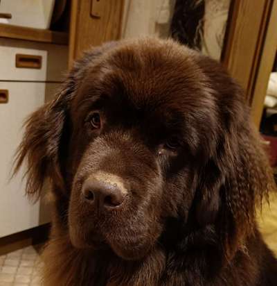 Neufundländer Freunde!-Beitrag-Bild