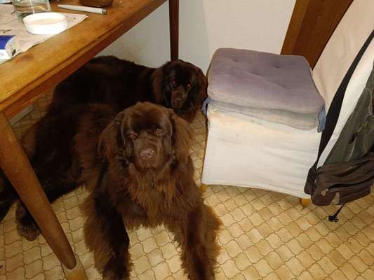 Neufundländer Freunde!-Beitrag-Bild