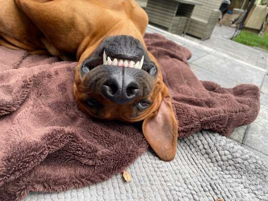 Rhodesian Ridgeback-Beitrag-Bild
