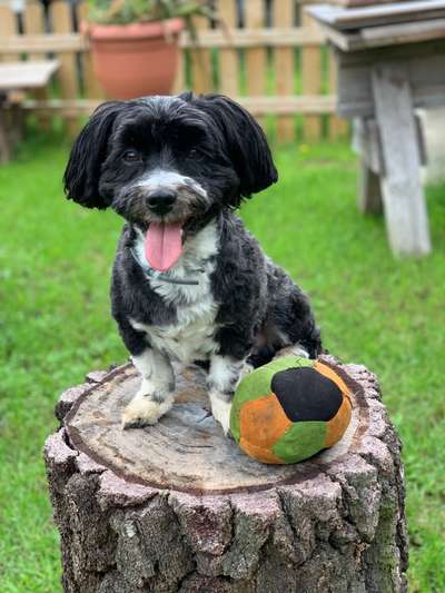 Fotochallenge Nr. 59 - Mein Hund zeigt die Zunge-Beitrag-Bild
