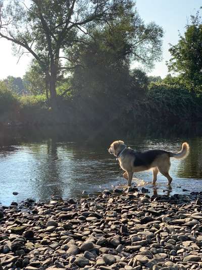 Mischlingshunde Foto Aufruf-Beitrag-Bild