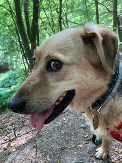 Fotochallenge Nr. 59 - Mein Hund zeigt die Zunge-Beitrag-Bild