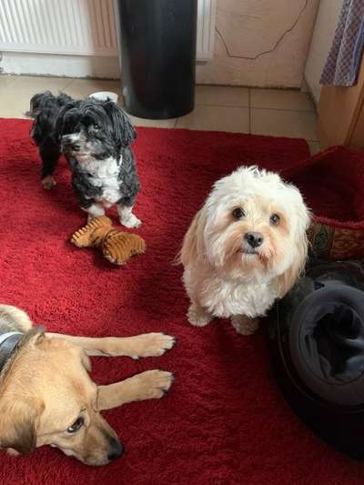 Havaneser dabei?:)-Beitrag-Bild