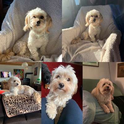 Havaneser dabei?:)-Beitrag-Bild