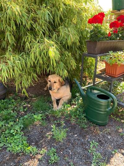 Mischlingshunde Foto Aufruf-Beitrag-Bild