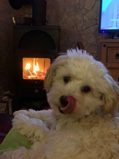 Fotochallenge Nr. 59 - Mein Hund zeigt die Zunge-Beitrag-Bild