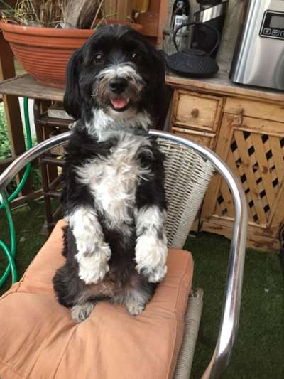 Fotochallenge Nr. 59 - Mein Hund zeigt die Zunge-Beitrag-Bild