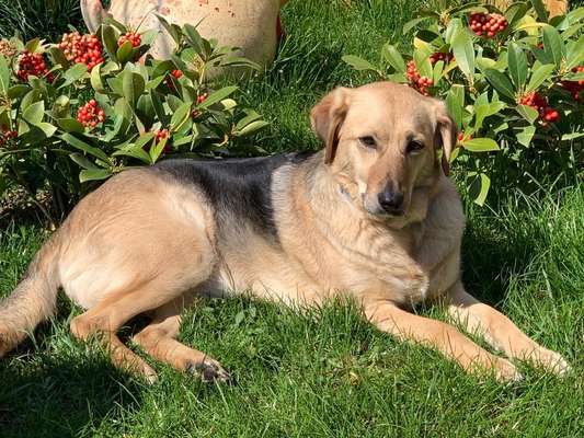 Mischlingshunde Foto Aufruf-Beitrag-Bild