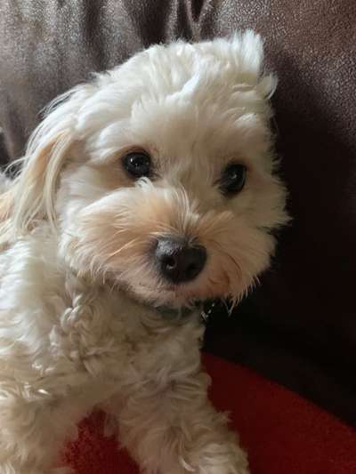 Havaneser-Beitrag-Bild