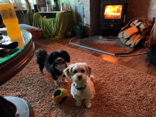 Havaneser dabei?:)-Beitrag-Bild