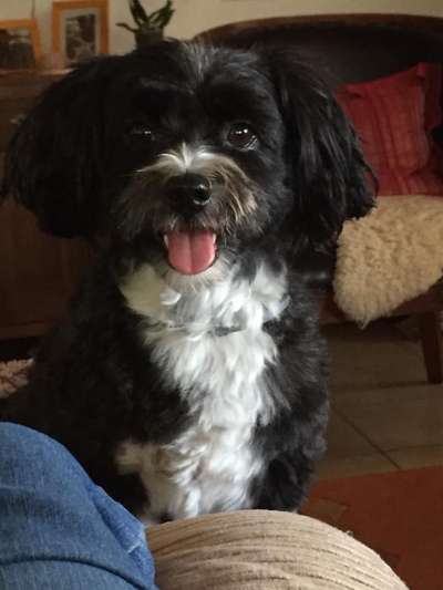 Havaneser-Beitrag-Bild