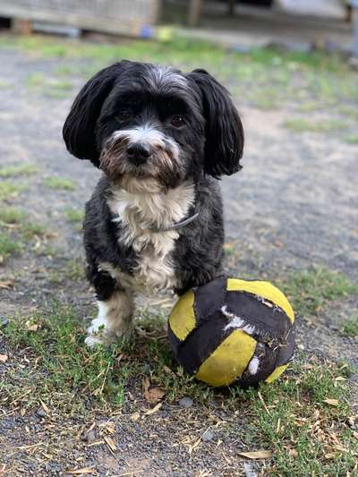 Havaneser-Beitrag-Bild