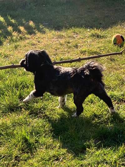 Havaneser dabei?:)-Beitrag-Bild