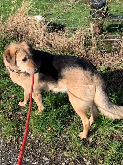 Havaneser dabei?:)-Beitrag-Bild