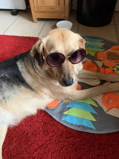 Labradorfans-Beitrag-Bild