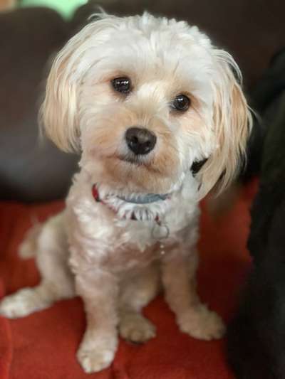 Havaneser-Beitrag-Bild