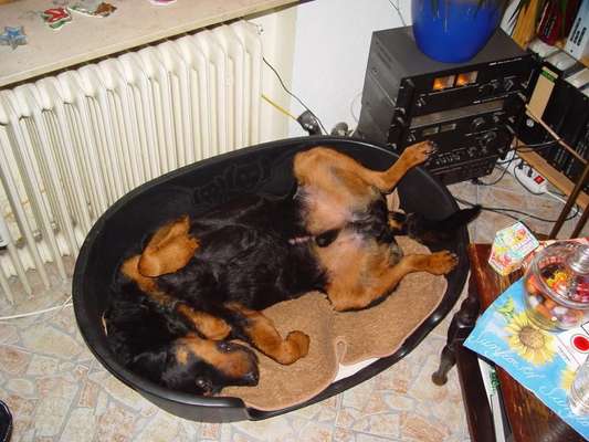 Rottweiler-Beitrag-Bild