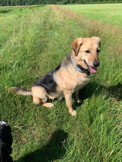 Mischlinge raten - Rätselspaß-Beitrag-Bild