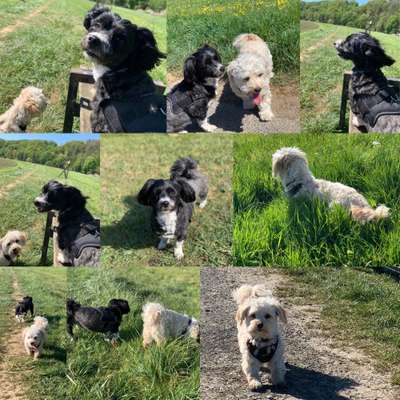 Havaneser dabei?:)-Beitrag-Bild