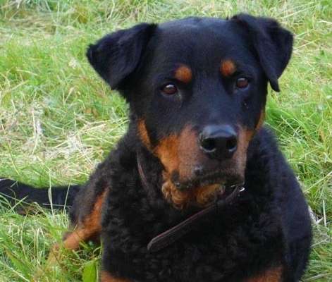 Rottweiler-Beitrag-Bild