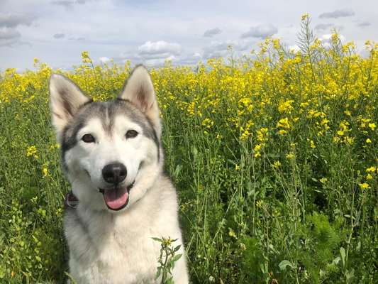 Die Dogorama Monats Challenge "Es grünt und blüht"-Beitrag-Bild